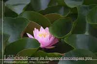 [Nanzaki Iku] One and Only (Sweet Little Devil) [English] [Lililicious]