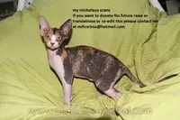 (C76) [DRAGULA (Imawano Lem)] This LOVE#88 (Soul Eater)