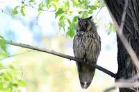 [Shiina] Noraneko Shoujo to no Kurashikata Ch. 4 (COMIC Ananga Ranga Vol. 15) [Chinese] [虎斑木菟漢化] [Digital]