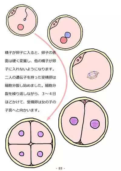 Shishunki no Otokonoko no Tame no Seikyouiku Doukyuusei no Onnanoko to Sex o Shite Aka-chan o Tsukuru Ohanashi